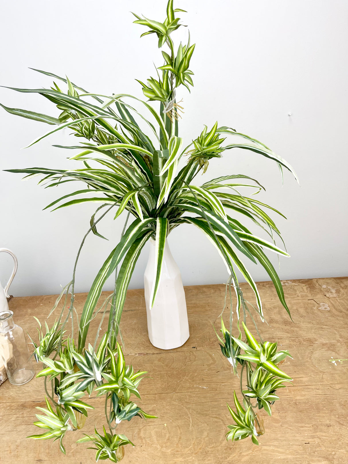 Variegated Spider Plant