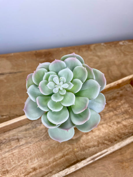 Real Touch Echeveria Pick
