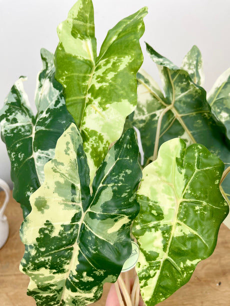 Real Touch Marbled Alocasia Plant