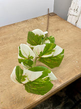 Variegated Sea Hibiscus Vine