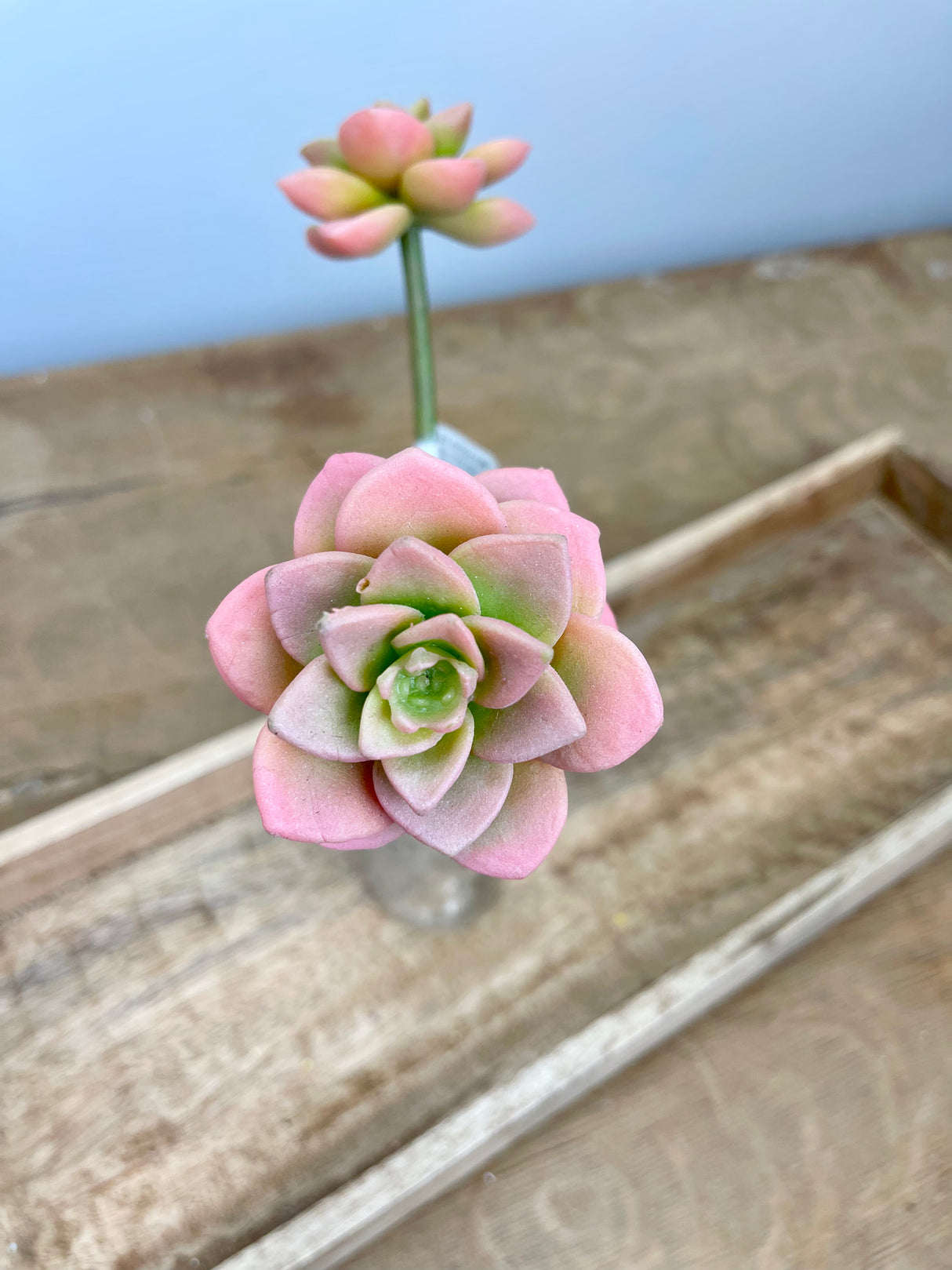 Coral Mini Succulent Spray