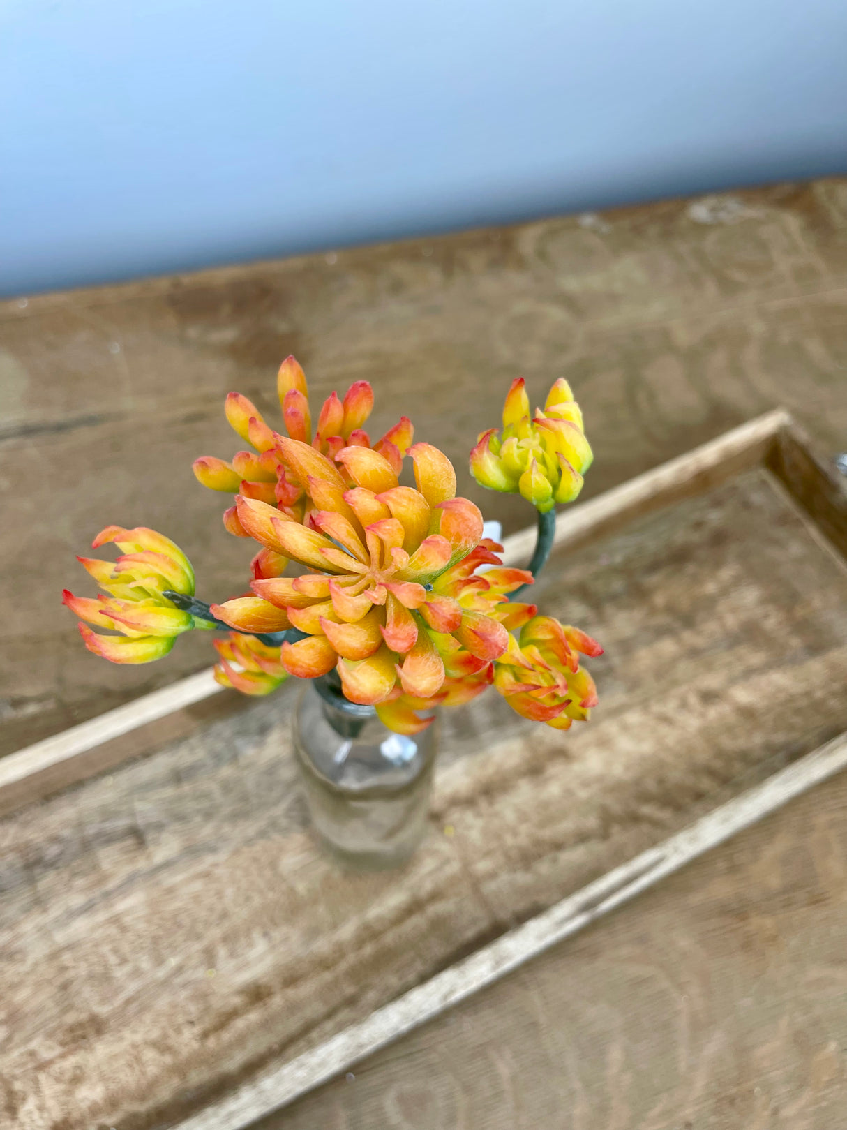 Orange & Yellow Spike Aeonium Pick