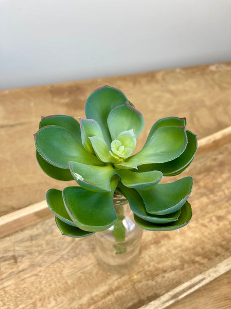 Sage Cup Leaf Succulent Rosette