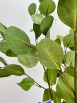 Eucalyptus Leaf Spray