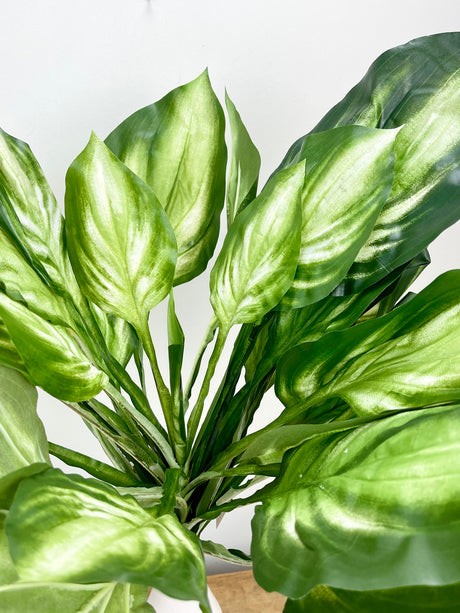 Fairbury Hosta Bush