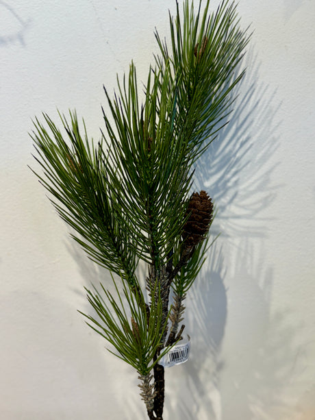 Long Needle Spruce Pine W/ Cones