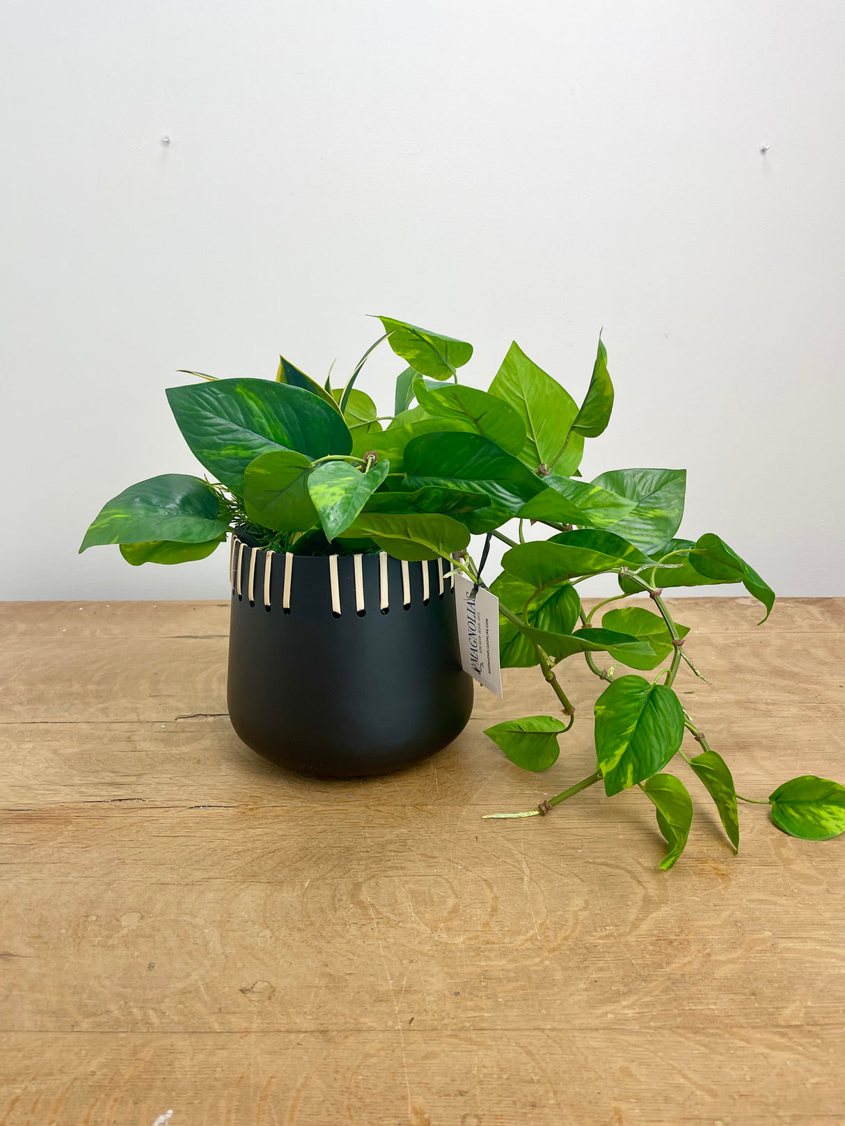 16" Paradise Pothos Centerpiece