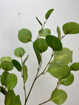 Eucalyptus Leaf Spray