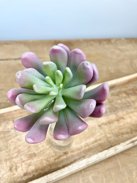 Sage & Burgundy Finger Succulent Rosette