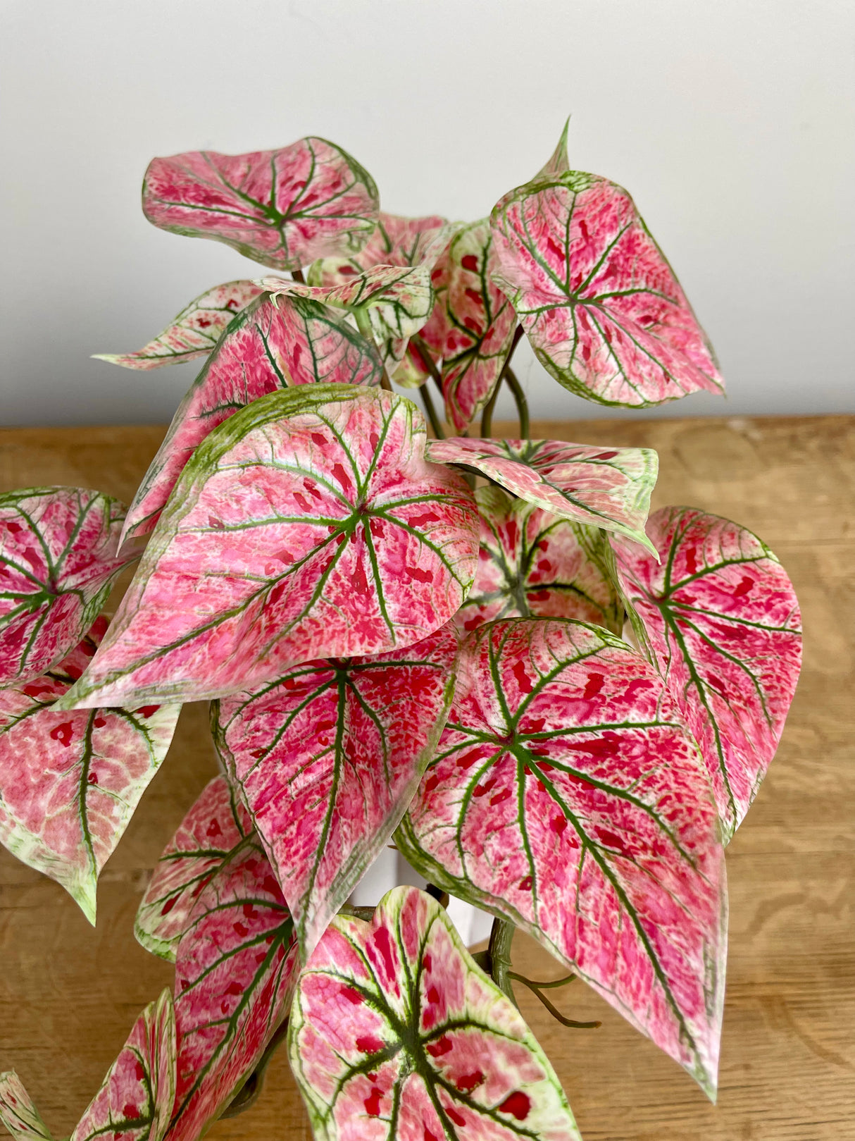 Pink Caladium Hanging Bush