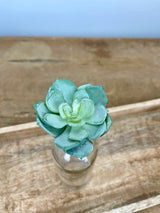 Sage Echeveria Pick