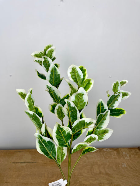 Variegated Euphorbia Spray