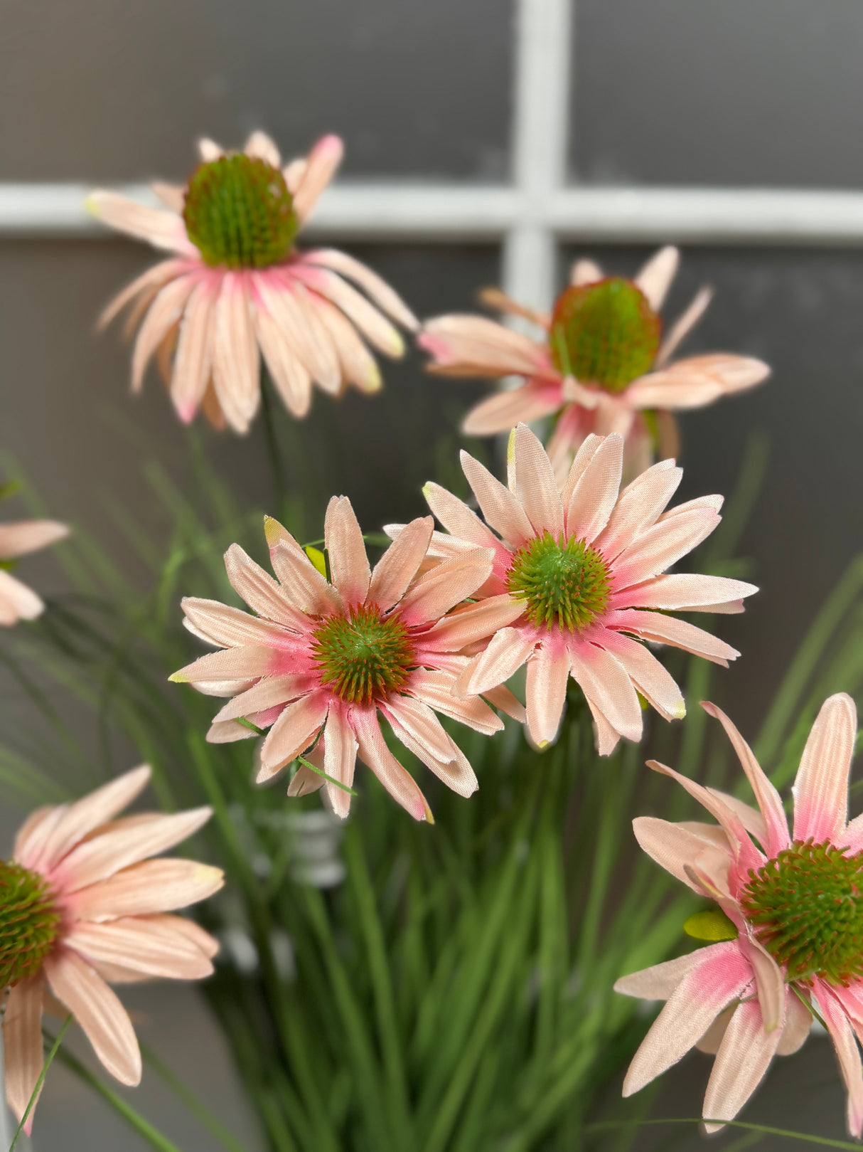 Pink Black-Eyed Susan Bush