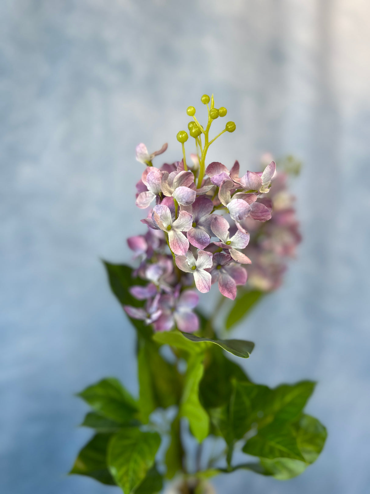 Lavender Lilac Spray