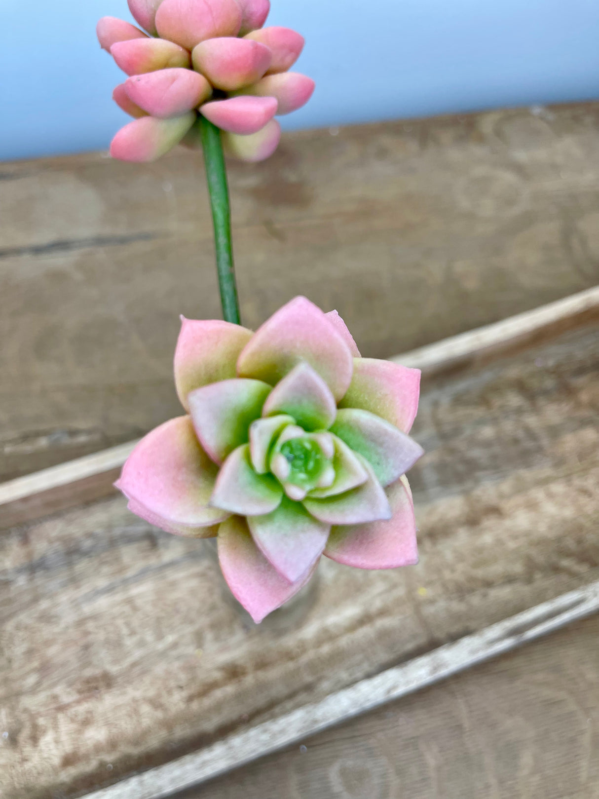 Coral Mini Succulent Spray