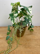 18" Patricia Plant Centerpiece