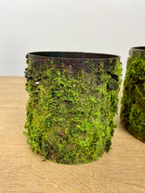 4" Log W/Moss Pot