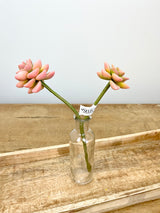 Coral Mini Succulent Spray