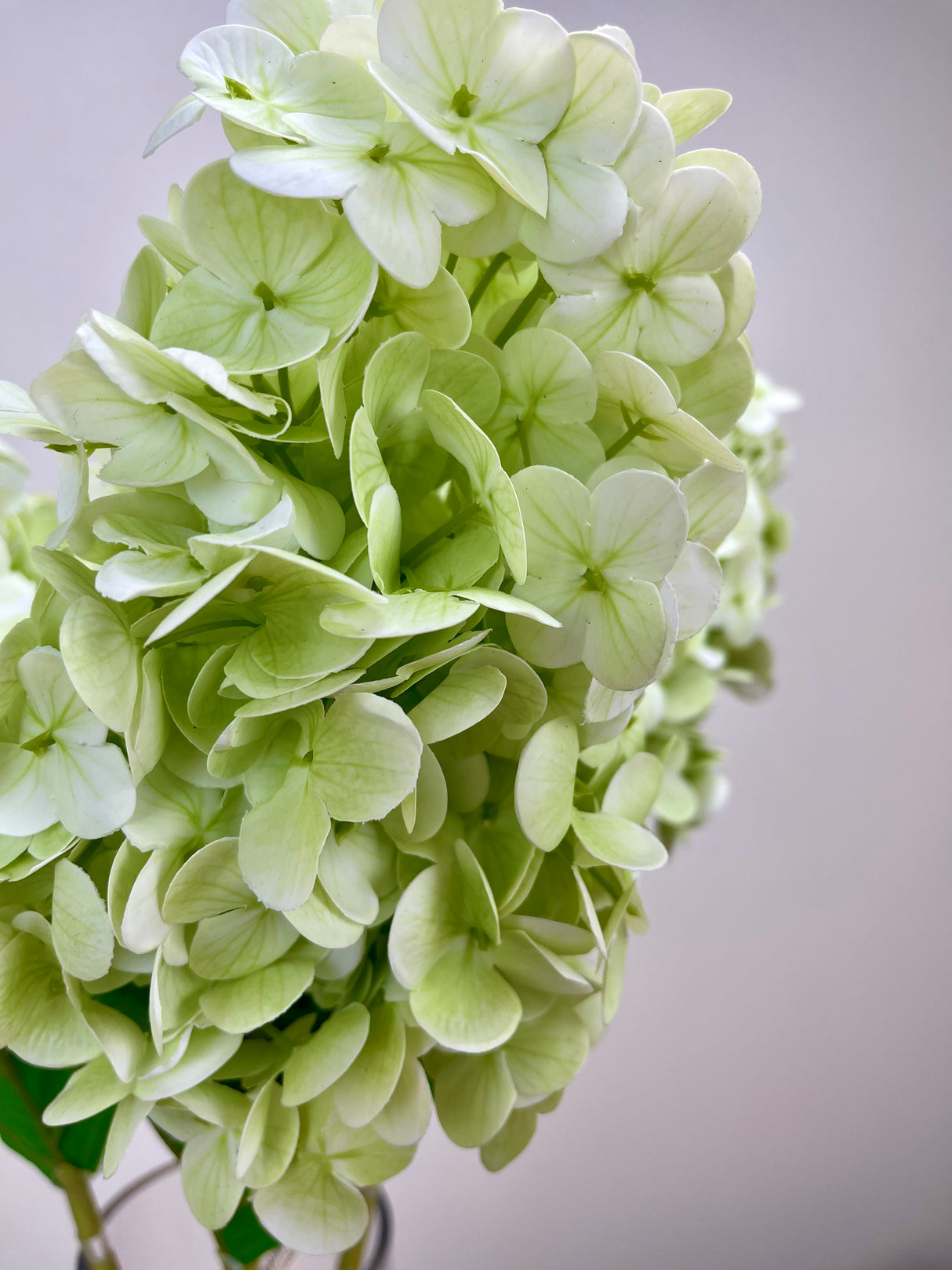 Light Green Real Touch Cone Hydrangea
