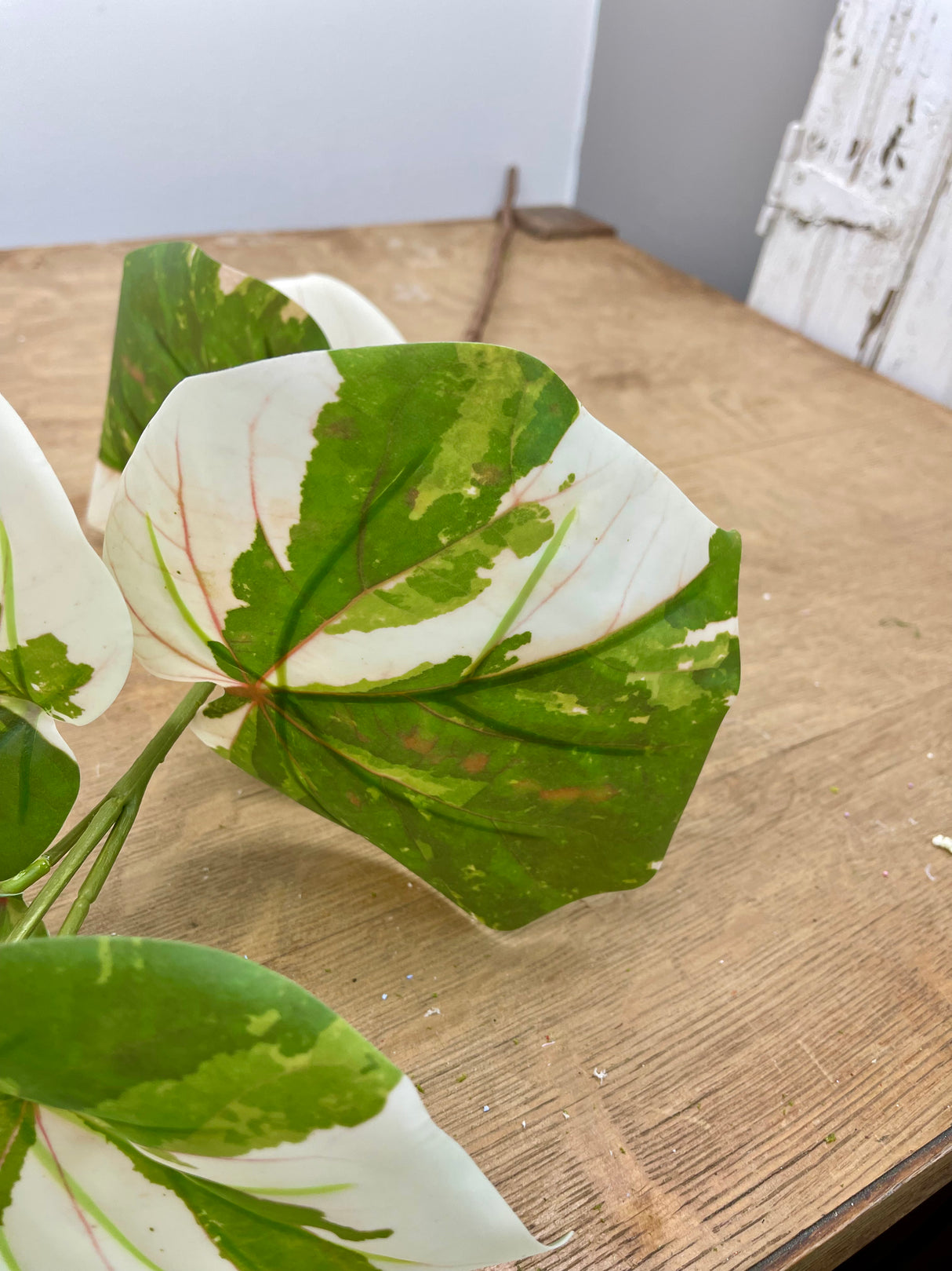 Variegated Sea Hibiscus Vine