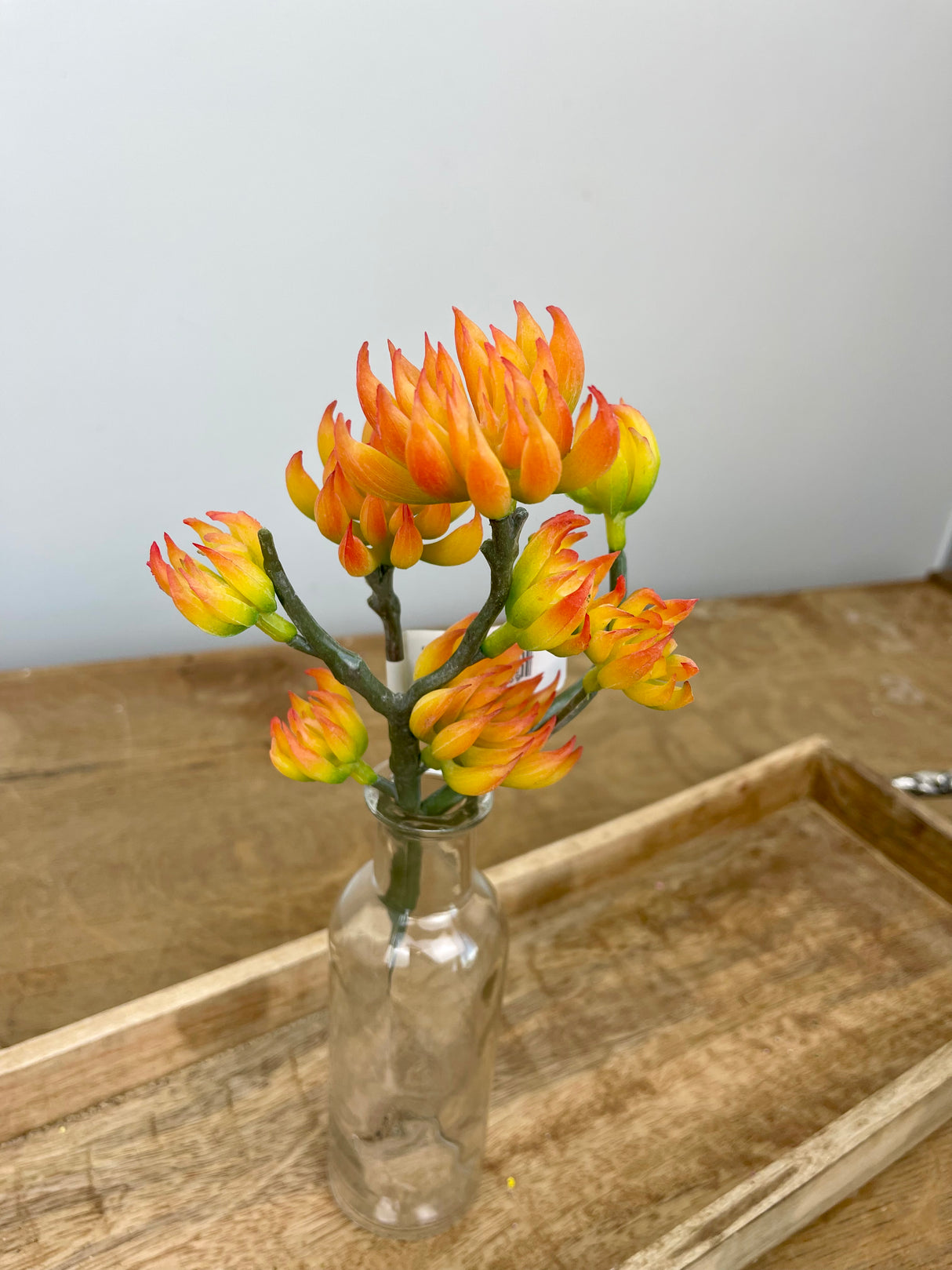 Orange & Yellow Spike Aeonium Pick