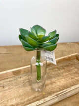 Sage Cup Leaf Succulent Rosette