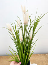 Cattail Grass Bush