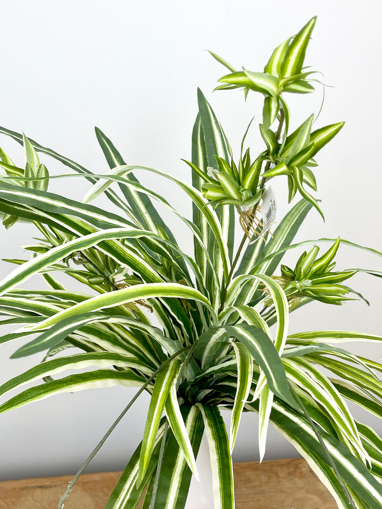 Variegated Spider Plant