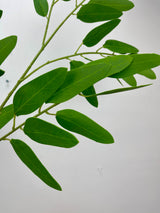 Willow Eucalyptus Spray