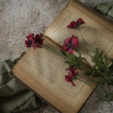Burgundy Coreopsis Spray