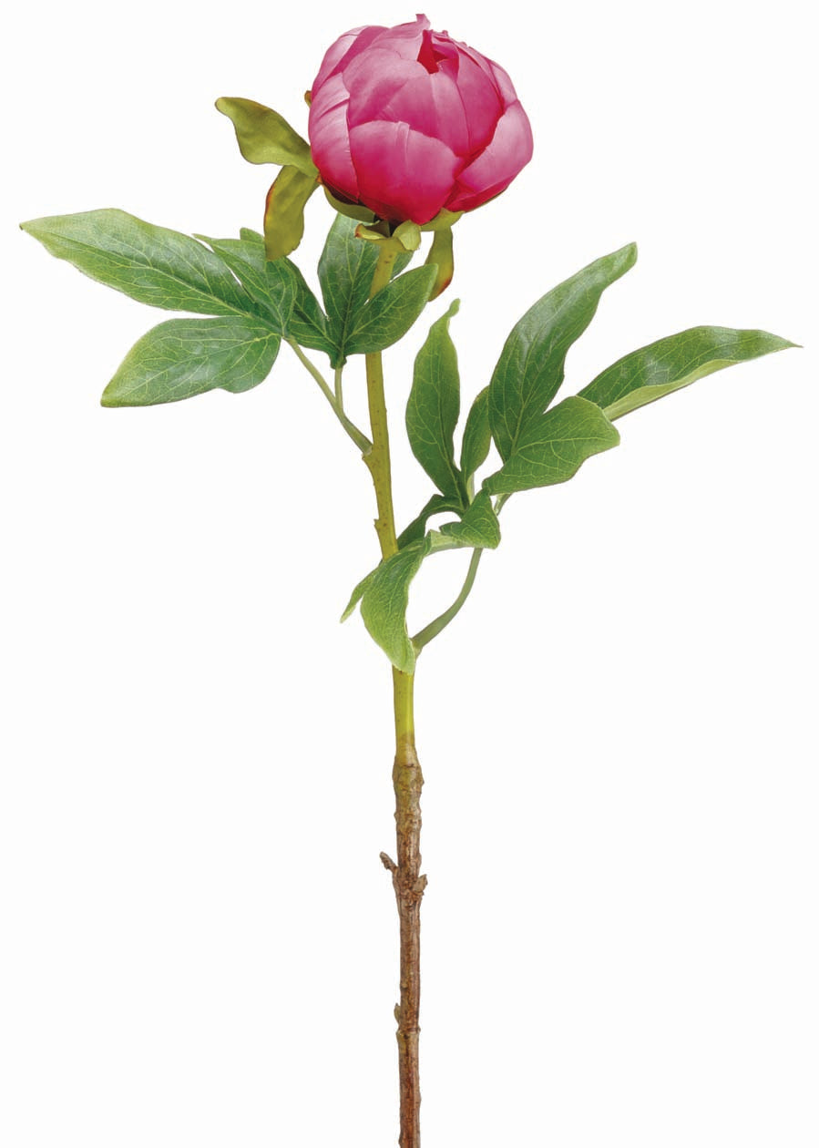 Beauty Peony Bud Spray