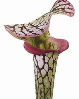 Burgundy Pitcher Plant Spray