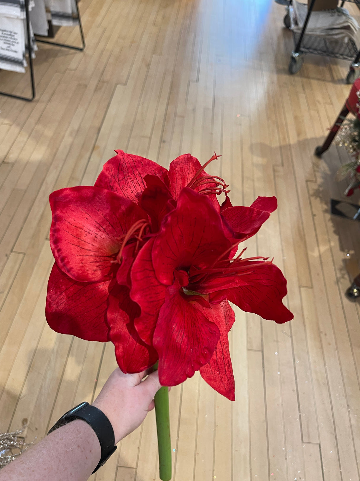 Red Amaryllis With Bud