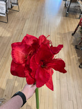 Red Amaryllis With Bud