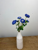 Blue Ranunculus