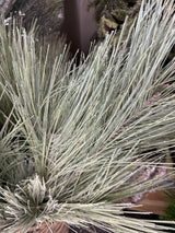 Frosted Long Needle Pine Spray