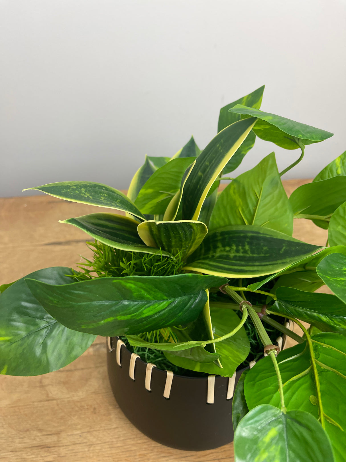 16" Paradise Pothos Centerpiece