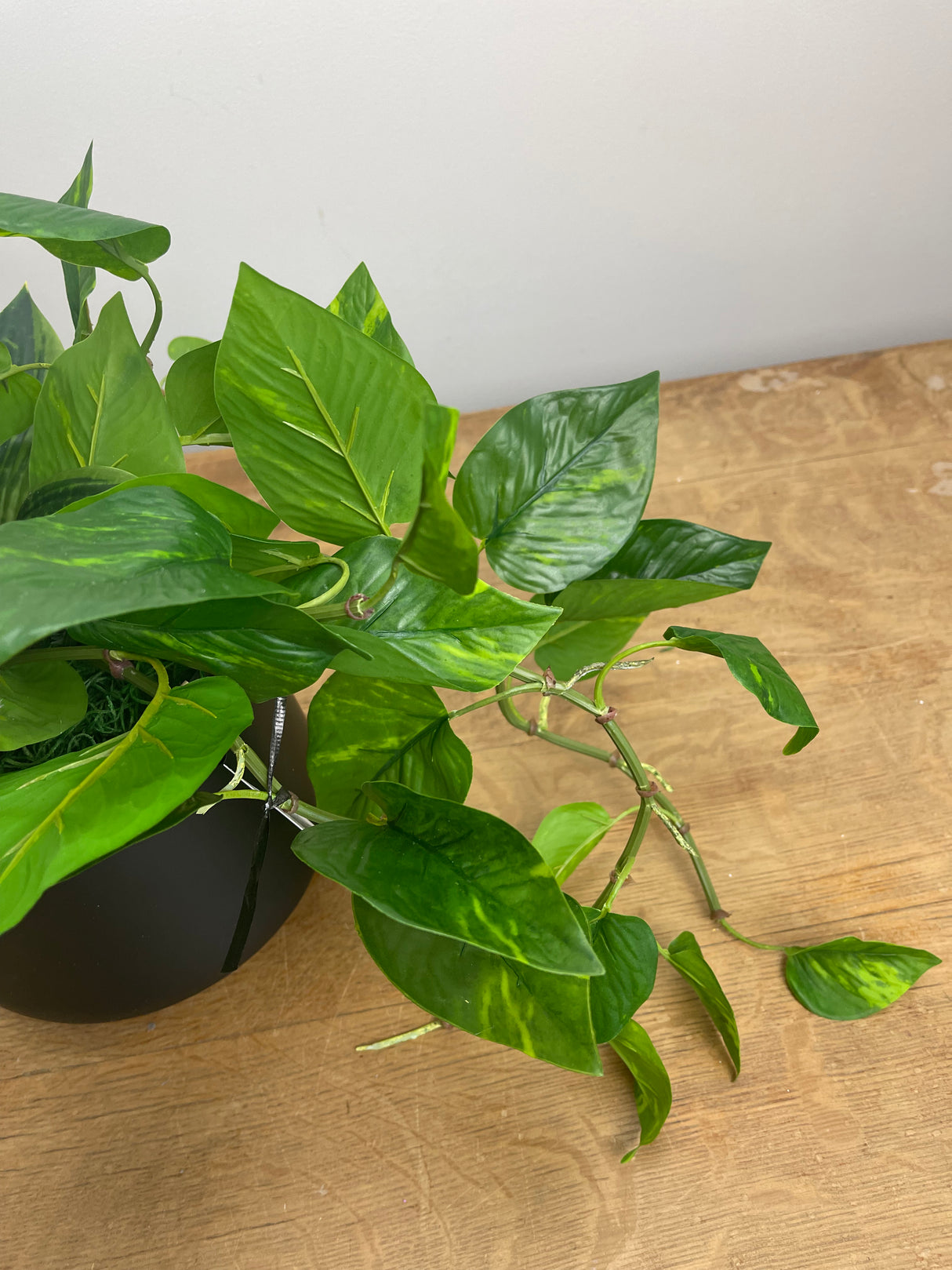 16" Paradise Pothos Centerpiece