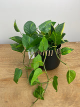 16" Paradise Pothos Centerpiece