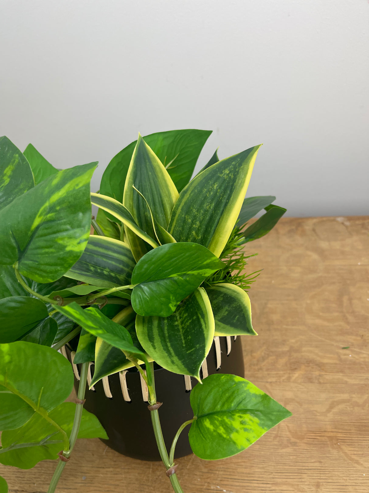 16" Paradise Pothos Centerpiece