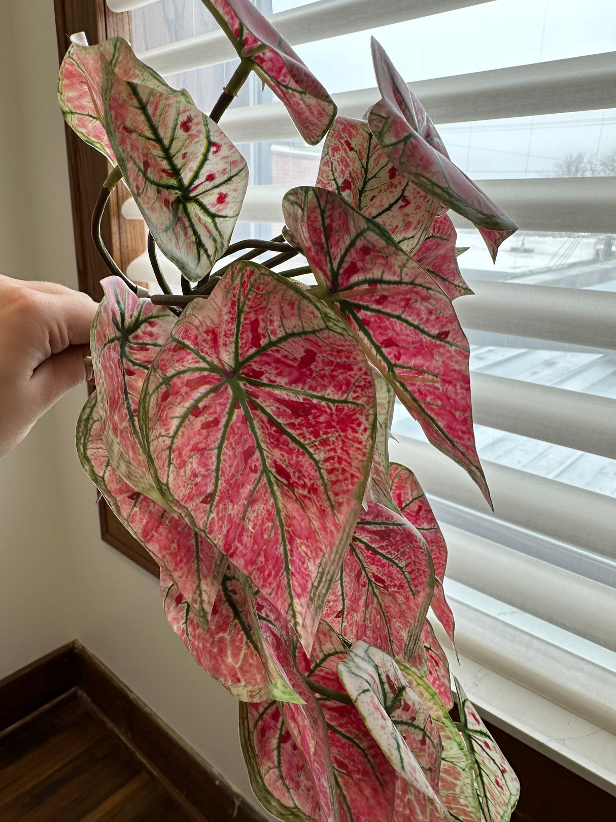 Pink Caladium Hanging Bush