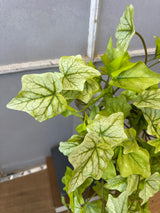 Lime Hanging Garden Ivy Bush