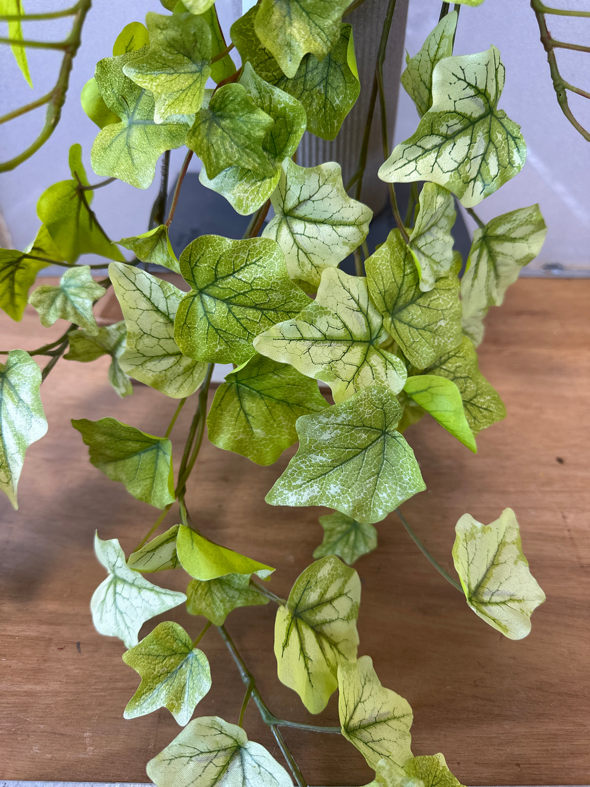 Lime Hanging Garden Ivy Bush