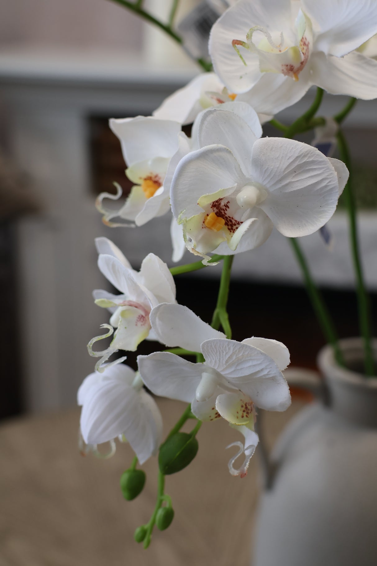 White Phalaenopsis Orchid Spray