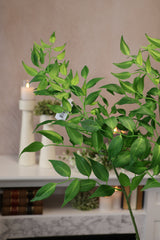 Jumbo Ruscus Leaf Spray