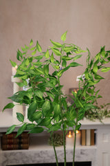 Jumbo Ruscus Leaf Spray