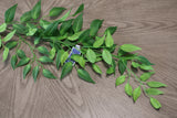 Jumbo Ruscus Leaf Spray