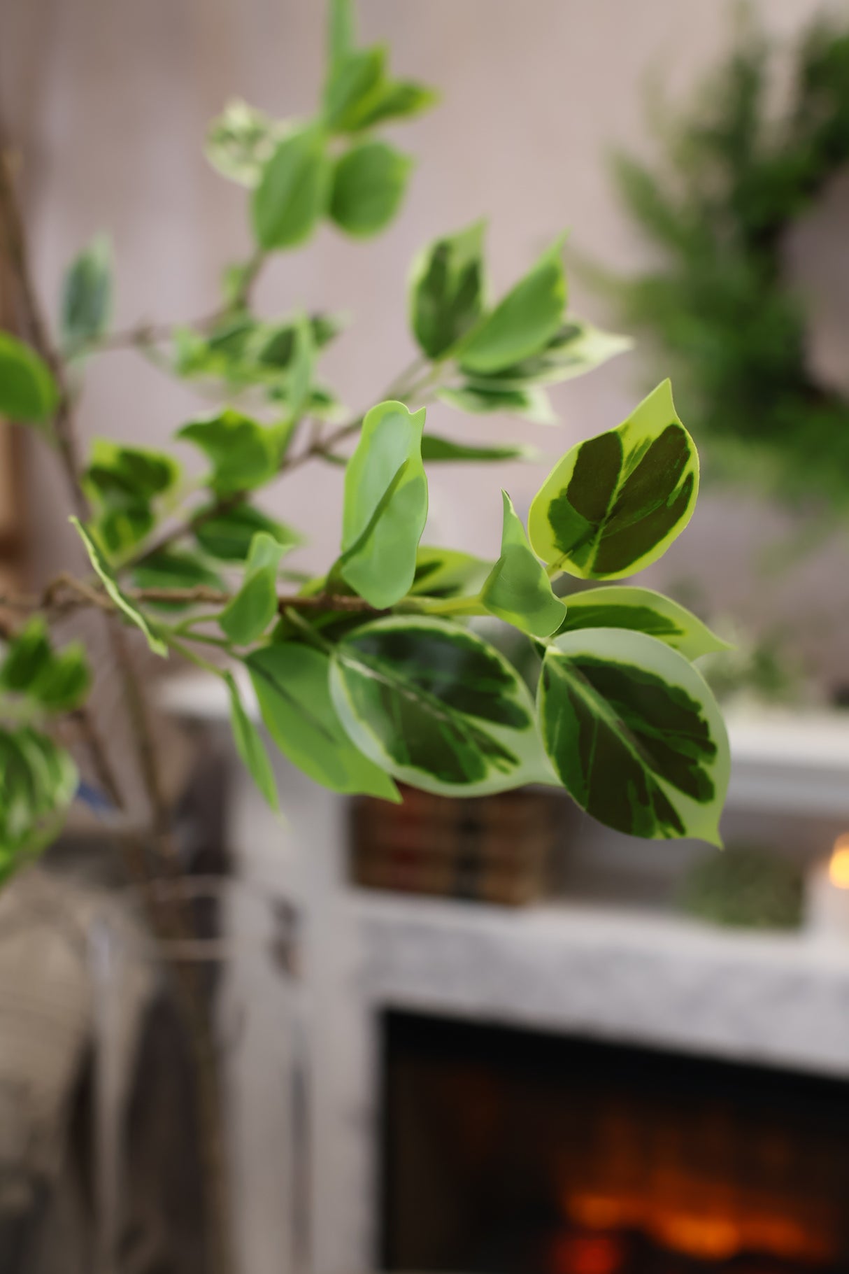 True Tone Ficus Leaf Branch