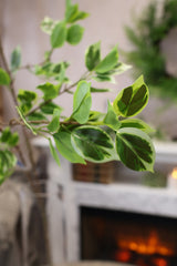 True Tone Ficus Leaf Branch