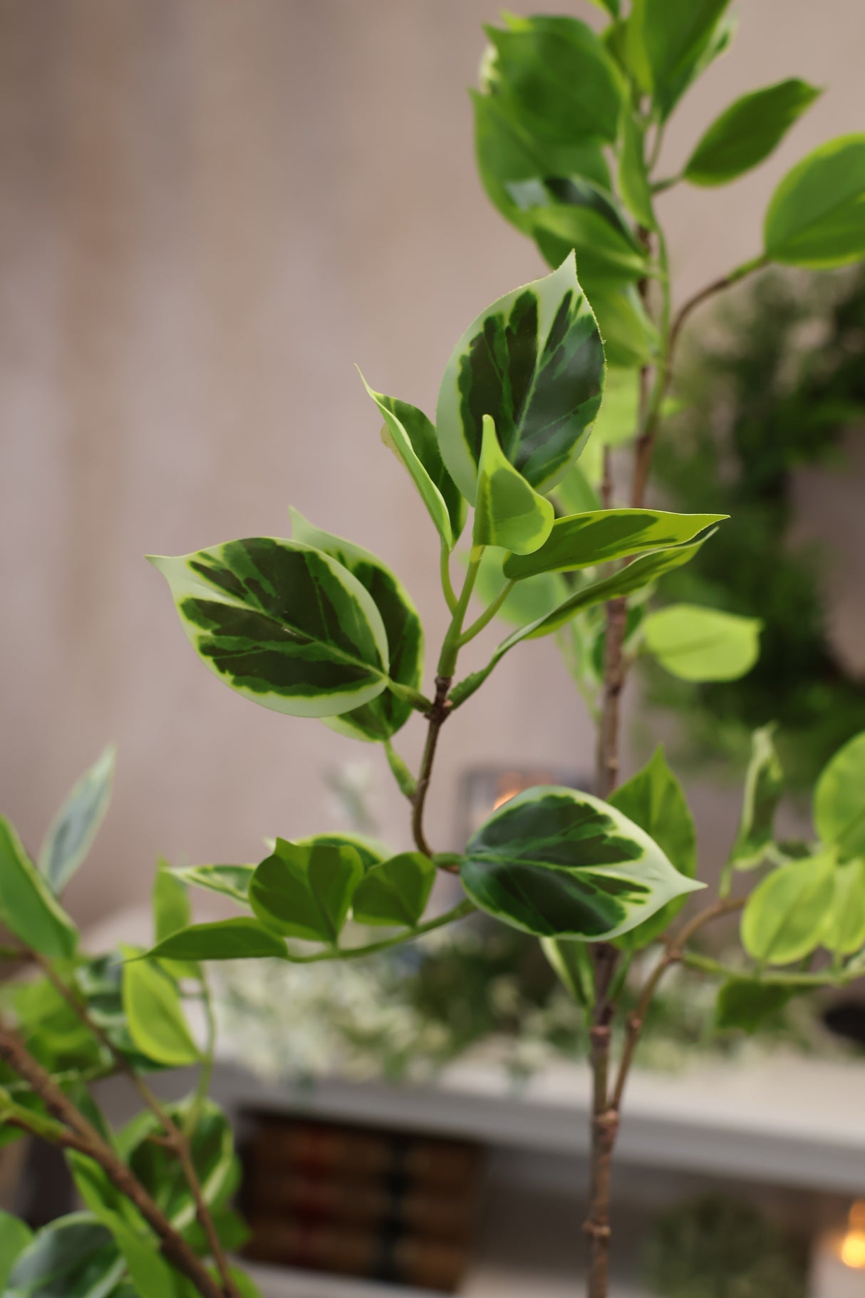 True Tone Ficus Leaf Branch